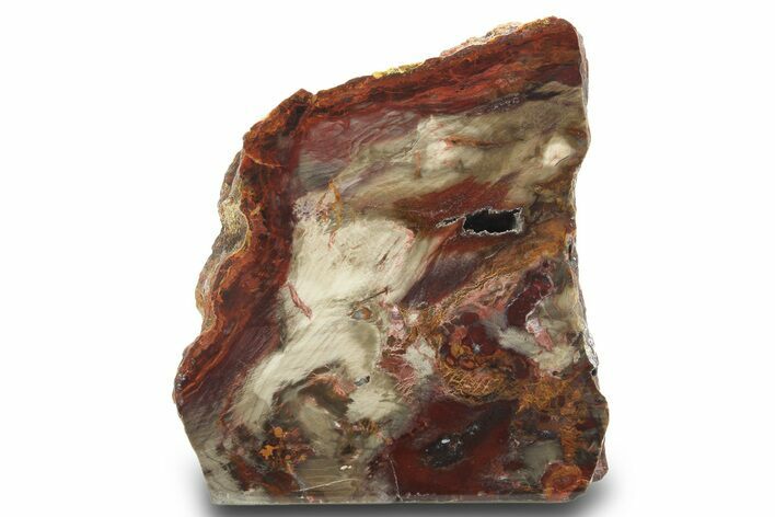 Colorful Petrified Wood Stand Up - Utah #299258